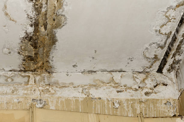 Best Mold Damage Restoration  in Hialeah Gardens, FL