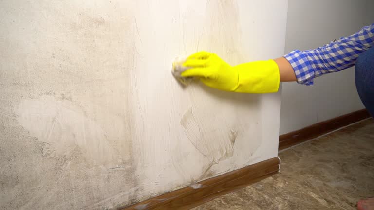 Trusted Hialeah Gardens, FL Mold Removal Experts