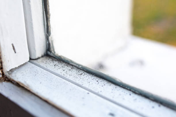 Best Mold Odor Removal Services  in Hialeah Gardens, FL