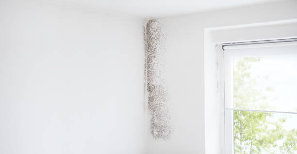Best Mold Remediation for Healthcare Facilities  in Hialeah Gardens, FL
