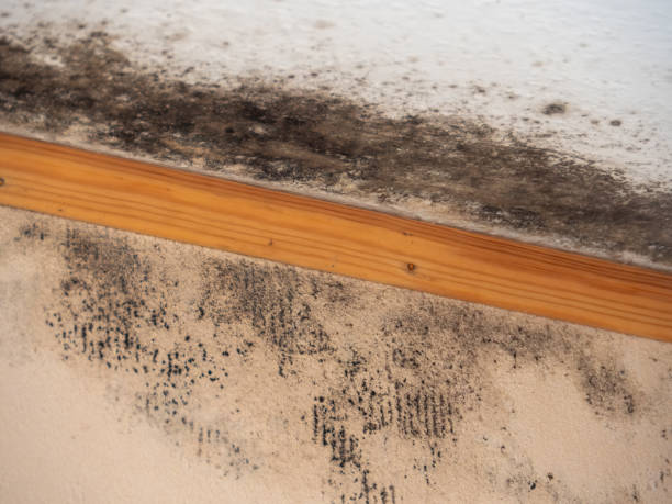 Best Post-Construction Mold Inspection  in Hialeah Gardens, FL