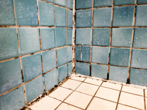 Best Airborne Mold Testing  in Hialeah Gardens, FL