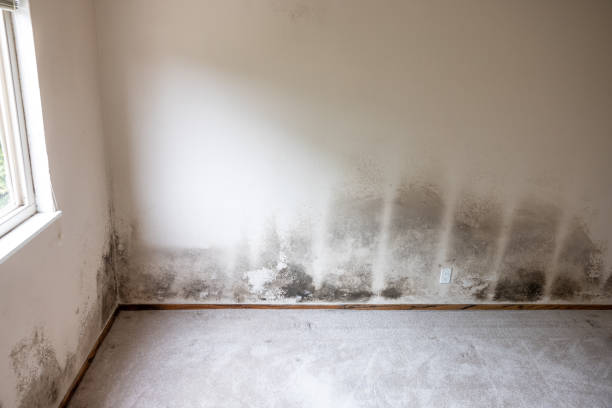 Best Basement Mold Removal  in Hialeah Gardens, FL