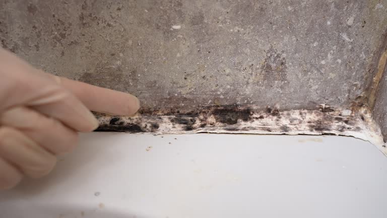 Best Mold Prevention Services  in Hialeah Gardens, FL