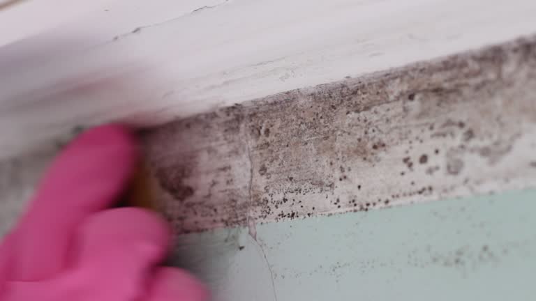 Best Comprehensive Air Testing for Mold Contaminants  in Hialeah Gardens, FL